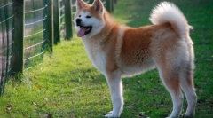 6 Psa koji mogu pokazati agresiju potpuno iznenada